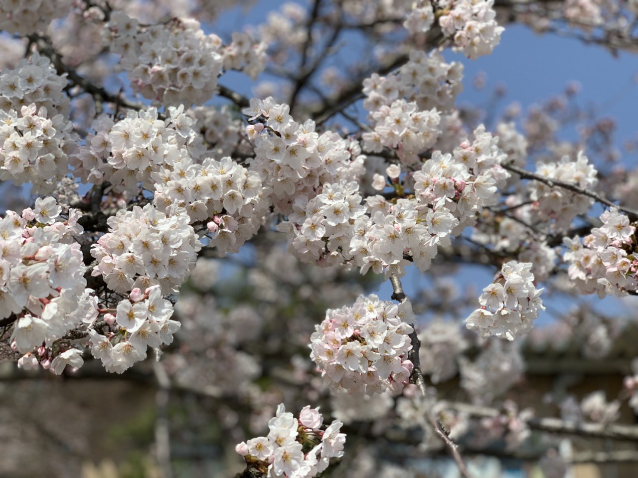 滋賀北部の桜見頃と曳山まつり Nsk Log 日本ソフト開発株式会社 滋賀北部の桜見頃と曳山まつり Nsk Log 日本ソフト開発株式会社