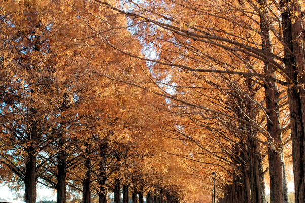 オレンジ色に染まったトンネル ～メタセコイア並木の紅葉～【滋賀県高島市】