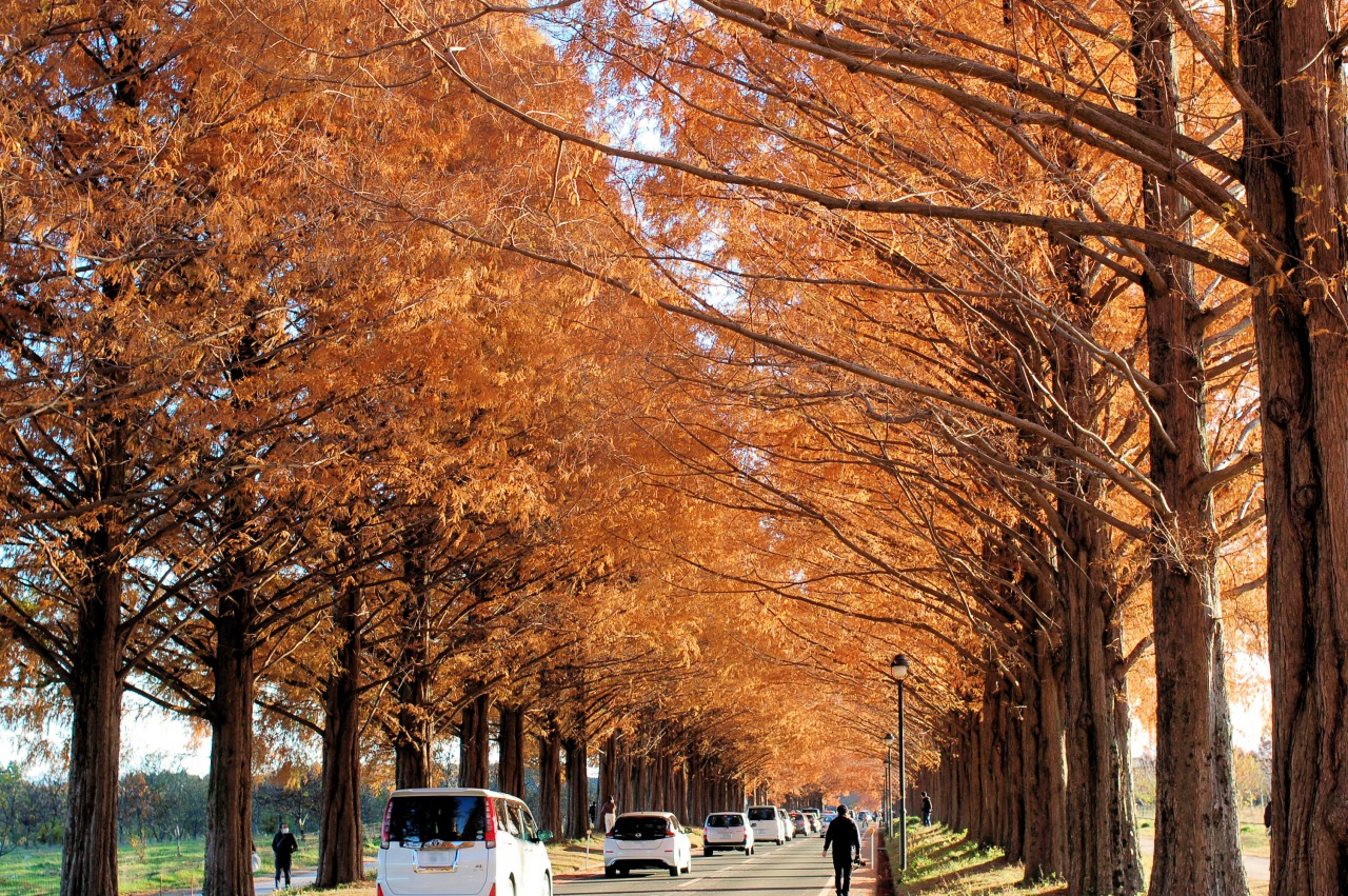 オレンジ色に染まったトンネル メタセコイア並木の紅葉 滋賀県高島市 Nsk Log 日本ソフト開発株式会社