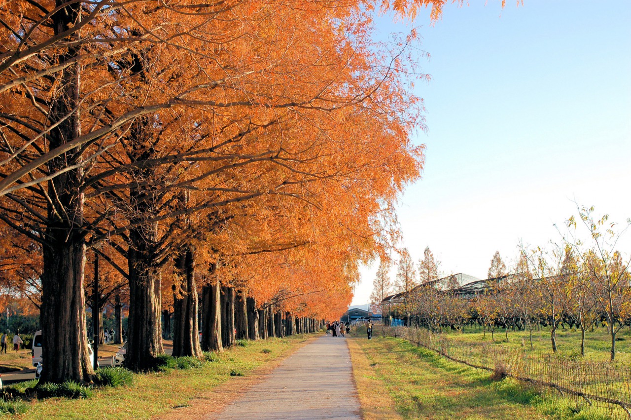 オレンジ色に染まったトンネル メタセコイア並木の紅葉 滋賀県高島市 Nsk Log 日本ソフト開発株式会社