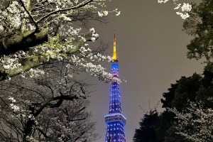 東京では桜が見頃です。その２