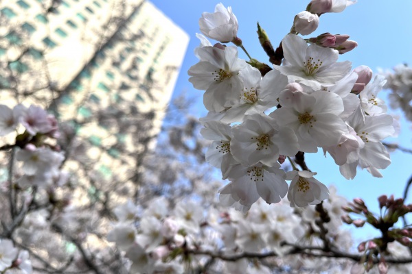 大阪支店近くの桜が見頃となりました